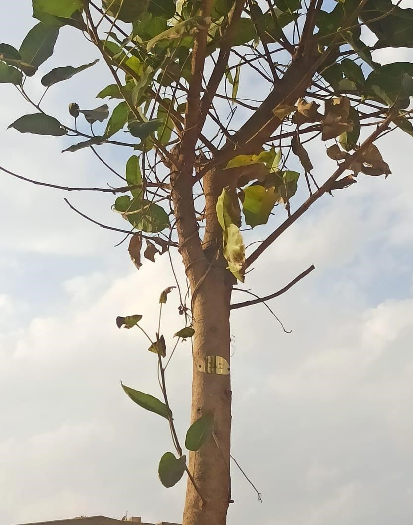 تكويد الأشجار تكويد الأشجار