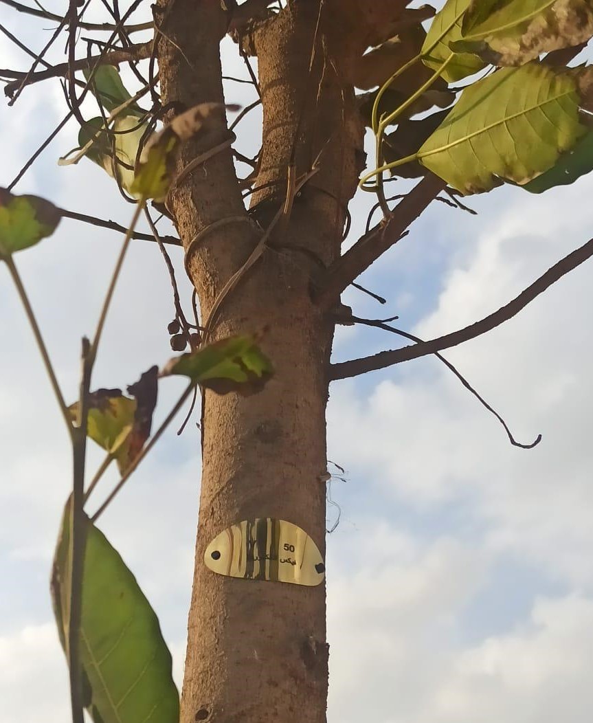 أعمال تكويد أشجار الدائري أعمال تكويد أشجار الدائري