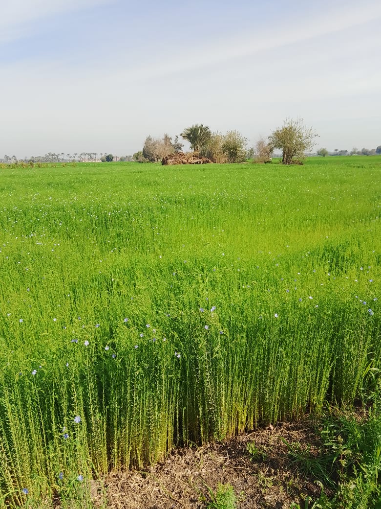  زراعة الكتان بالشرقية (4)
