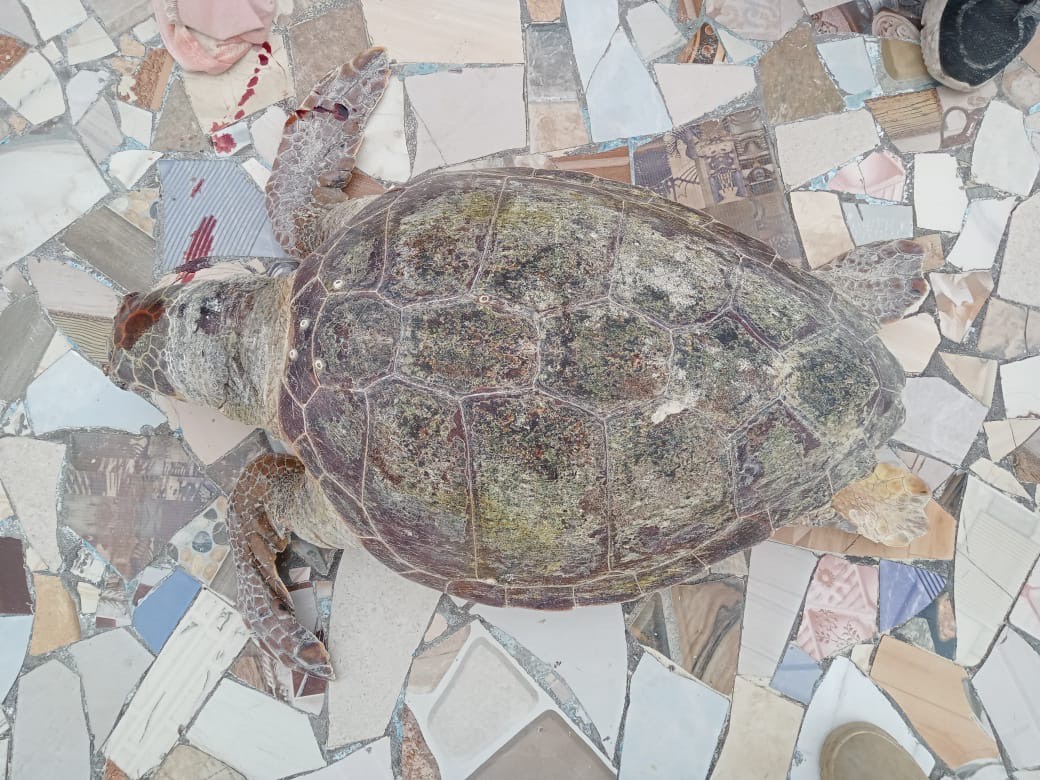 السلحفاة النافقة السلحفاة النافقة