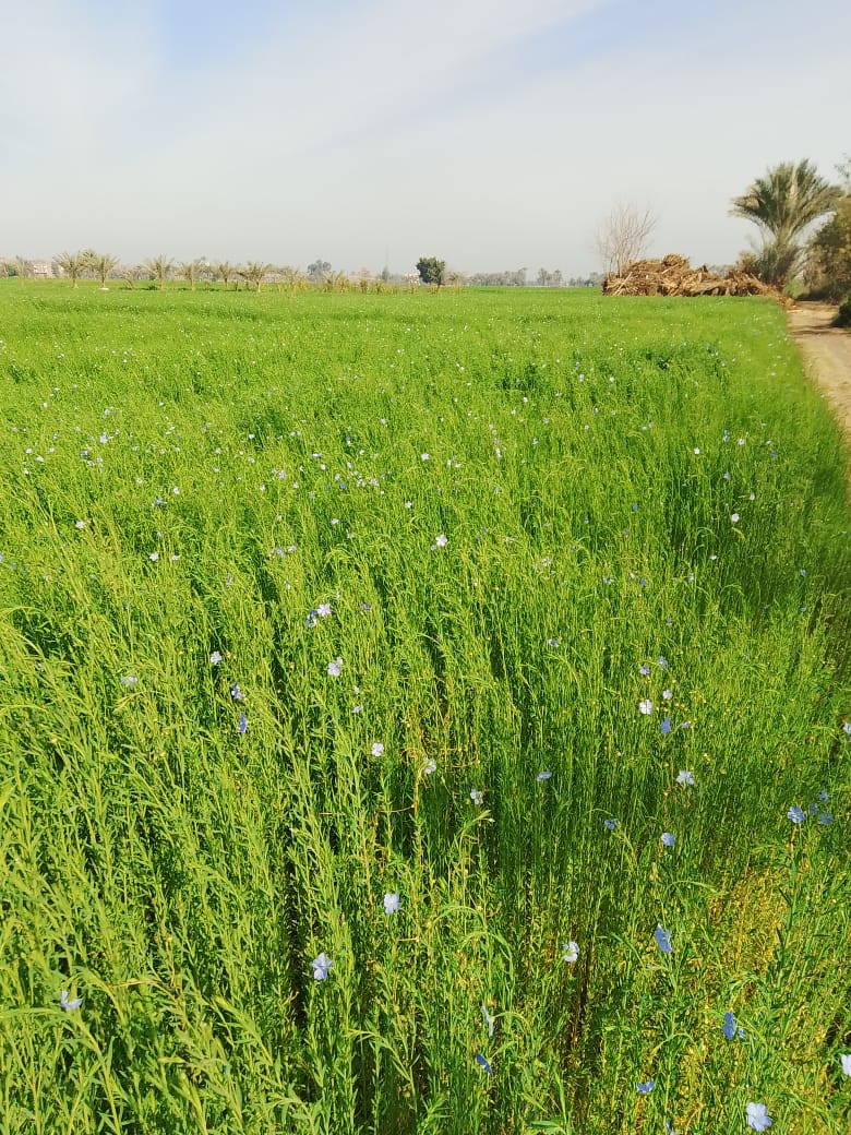  زراعة الكتان بالشرقية (2)