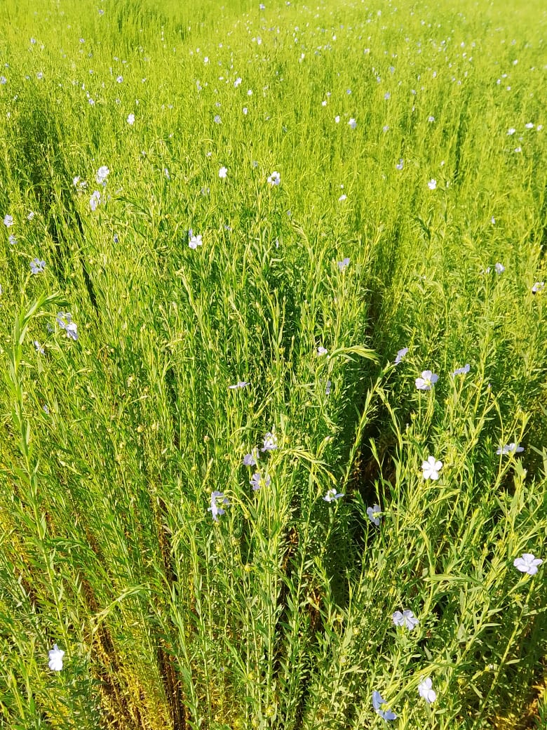  زراعة الكتان بالشرقية (1)
