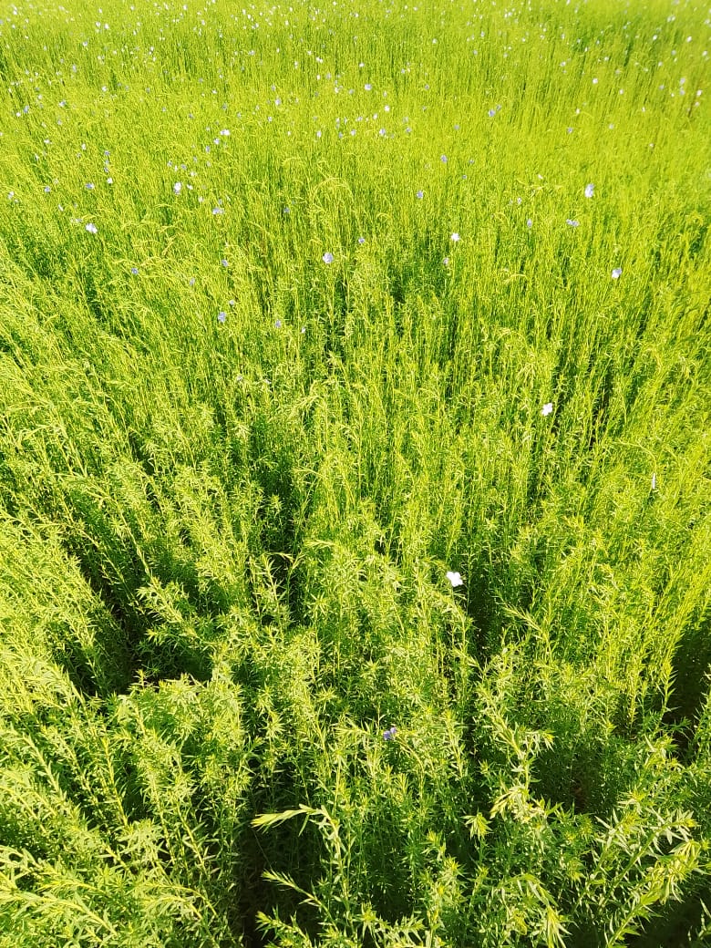  زراعة الكتان بالشرقية (3)