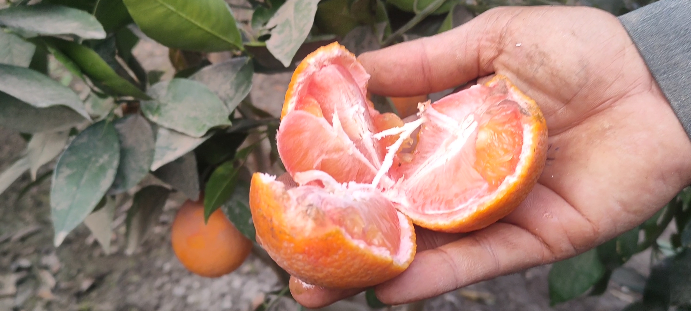 البرتقال السكري بدمه البرتقال السكري بدمه