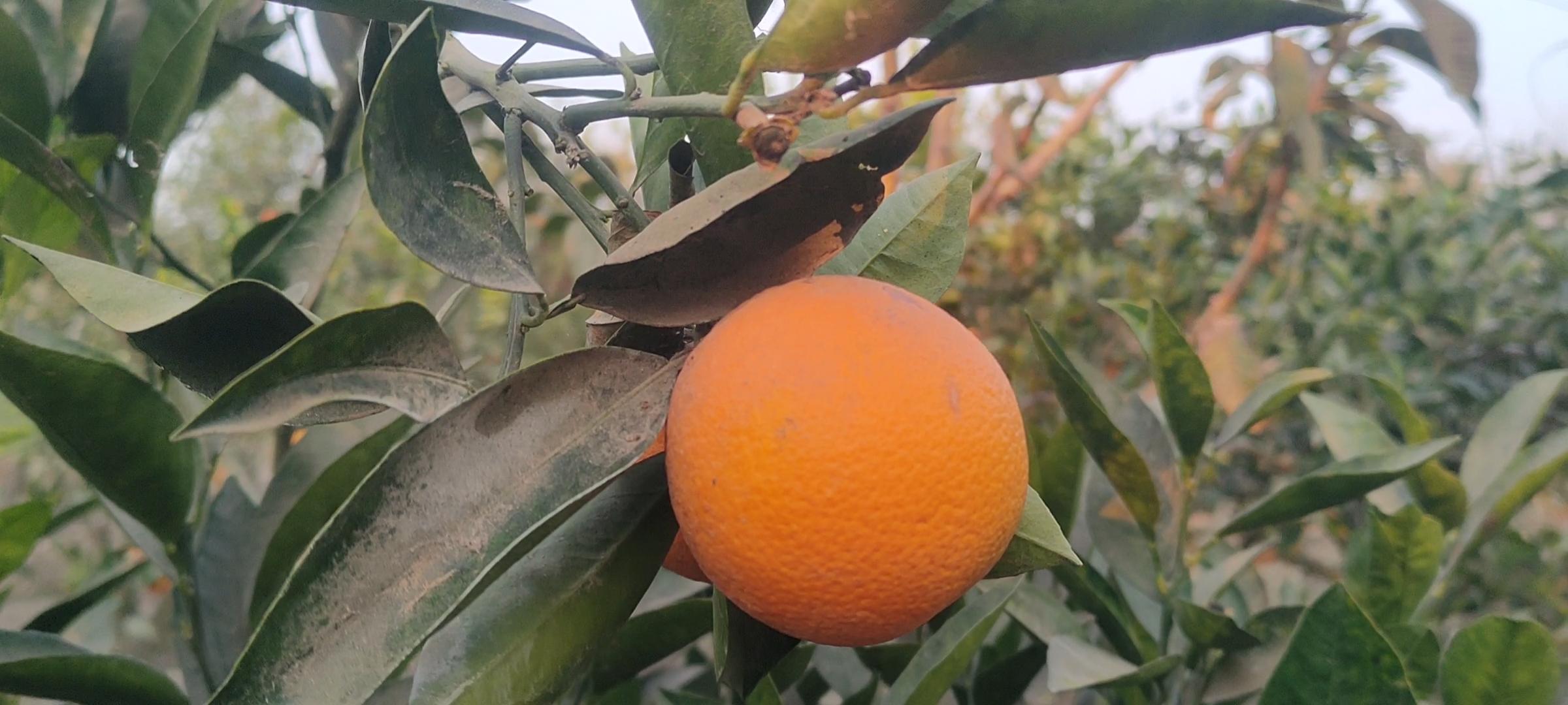 ثمرة البرتقال السكري بدمه ثمرة البرتقال السكري بدمه