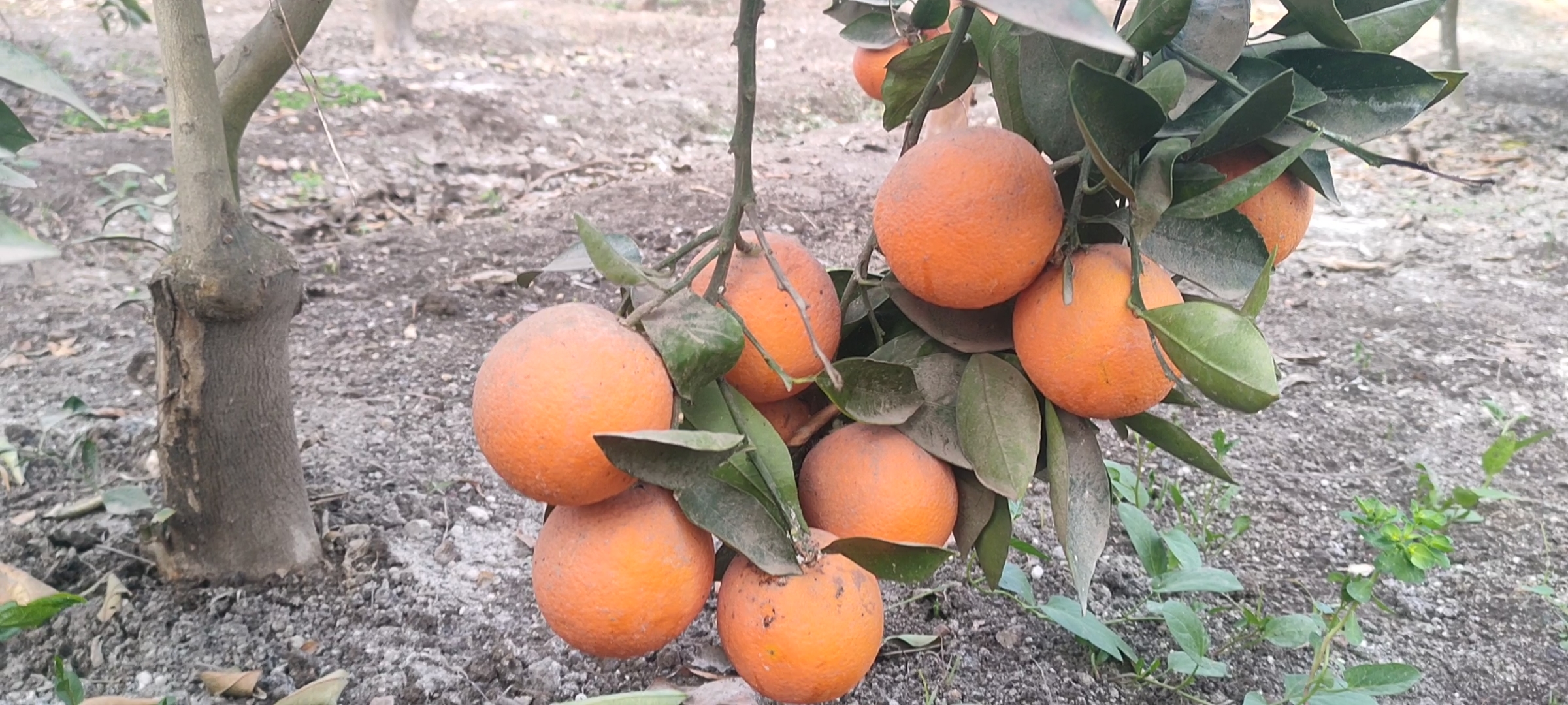 الاثمار بالشجرة_1 الاثمار بالشجرة_1