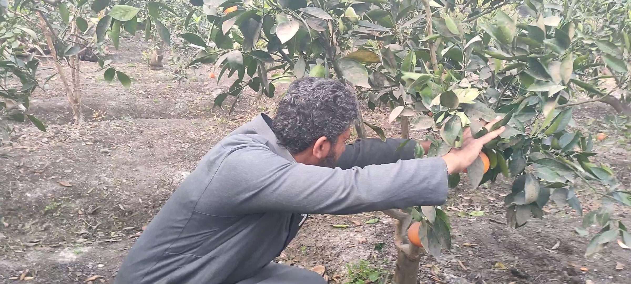 العناية بالشجرة العناية بالشجرة