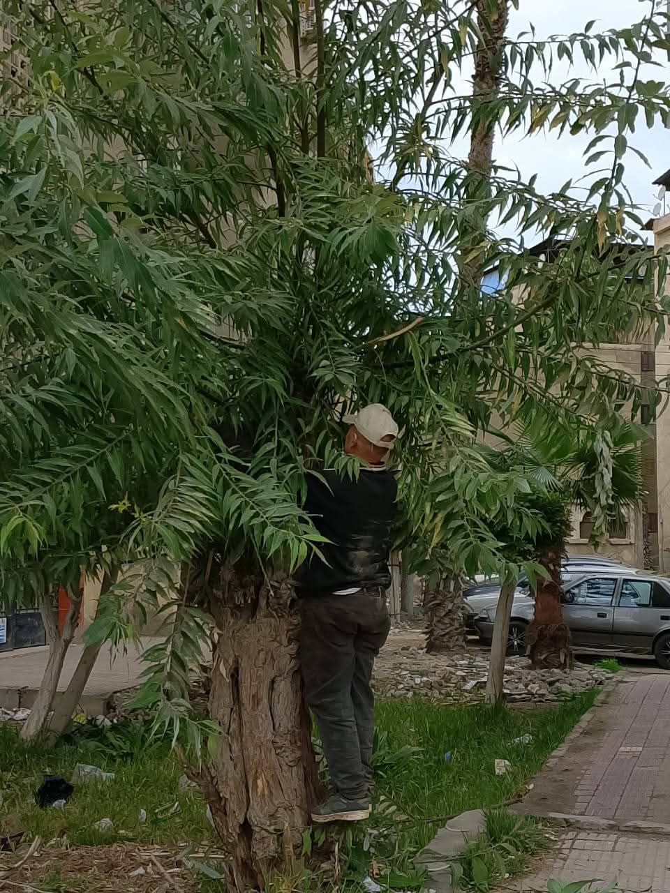 رفع كفاءة الحدائق رفع كفاءة الحدائق