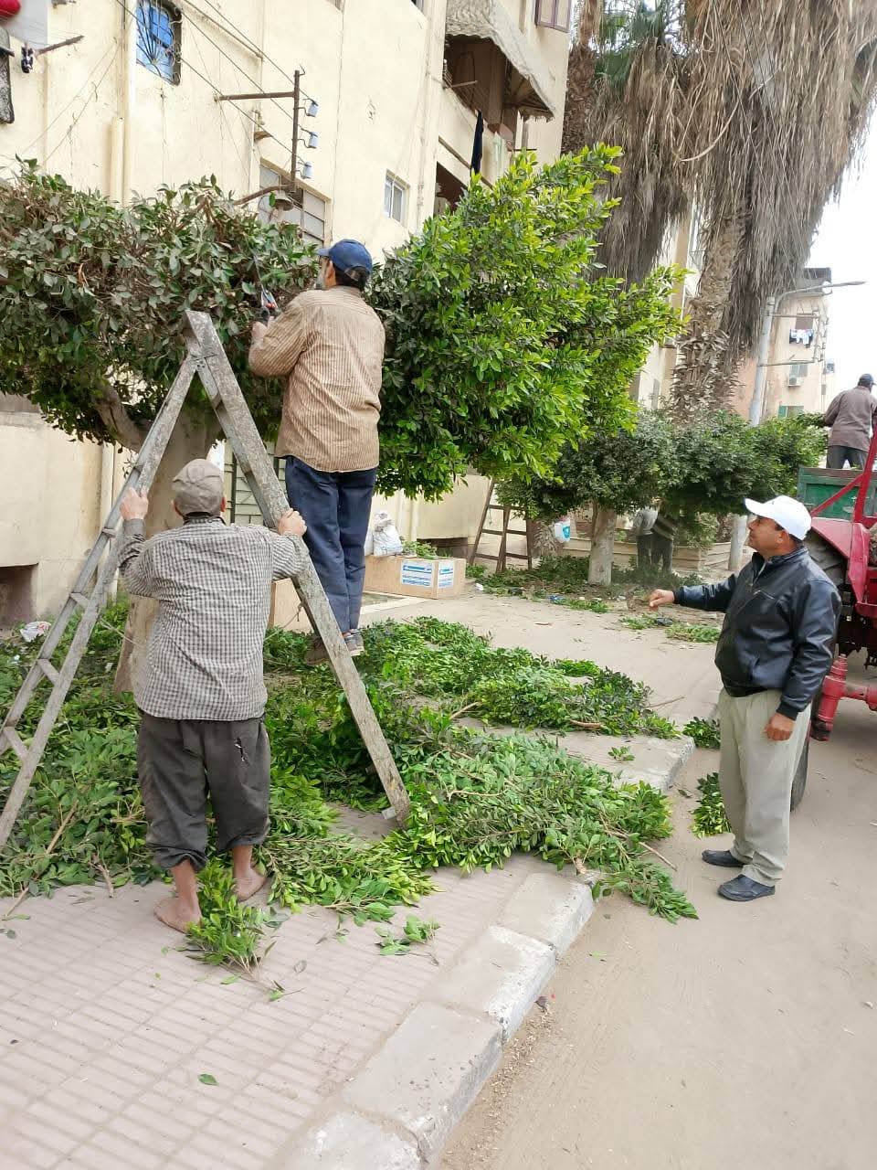 رفع كفاءة الحدائق العامة رفع كفاءة الحدائق العامة