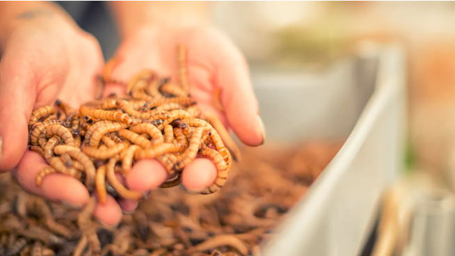 اطلاق اسم حبيبك السابق علي الصراصير والقوارض والديدان