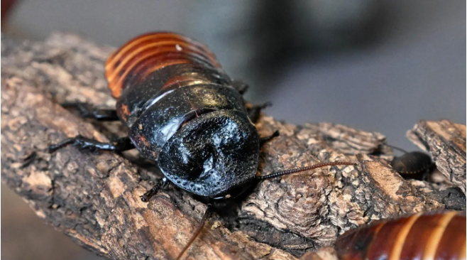 اطلاق اسم حبيبك السابق على صرصور مدغشقر