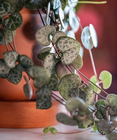 سلسلة القلوب سلسلة القلوب