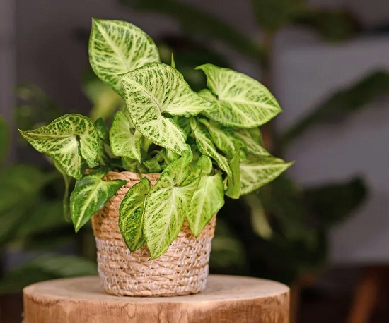 نبات رأس السهم نبات رأس السهم