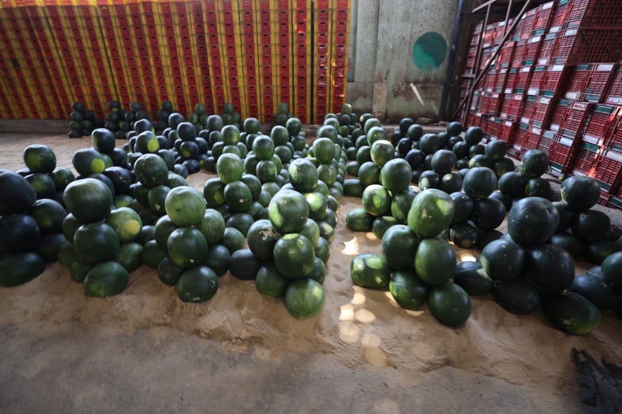 توافر البطيخ في  سوق الجملة