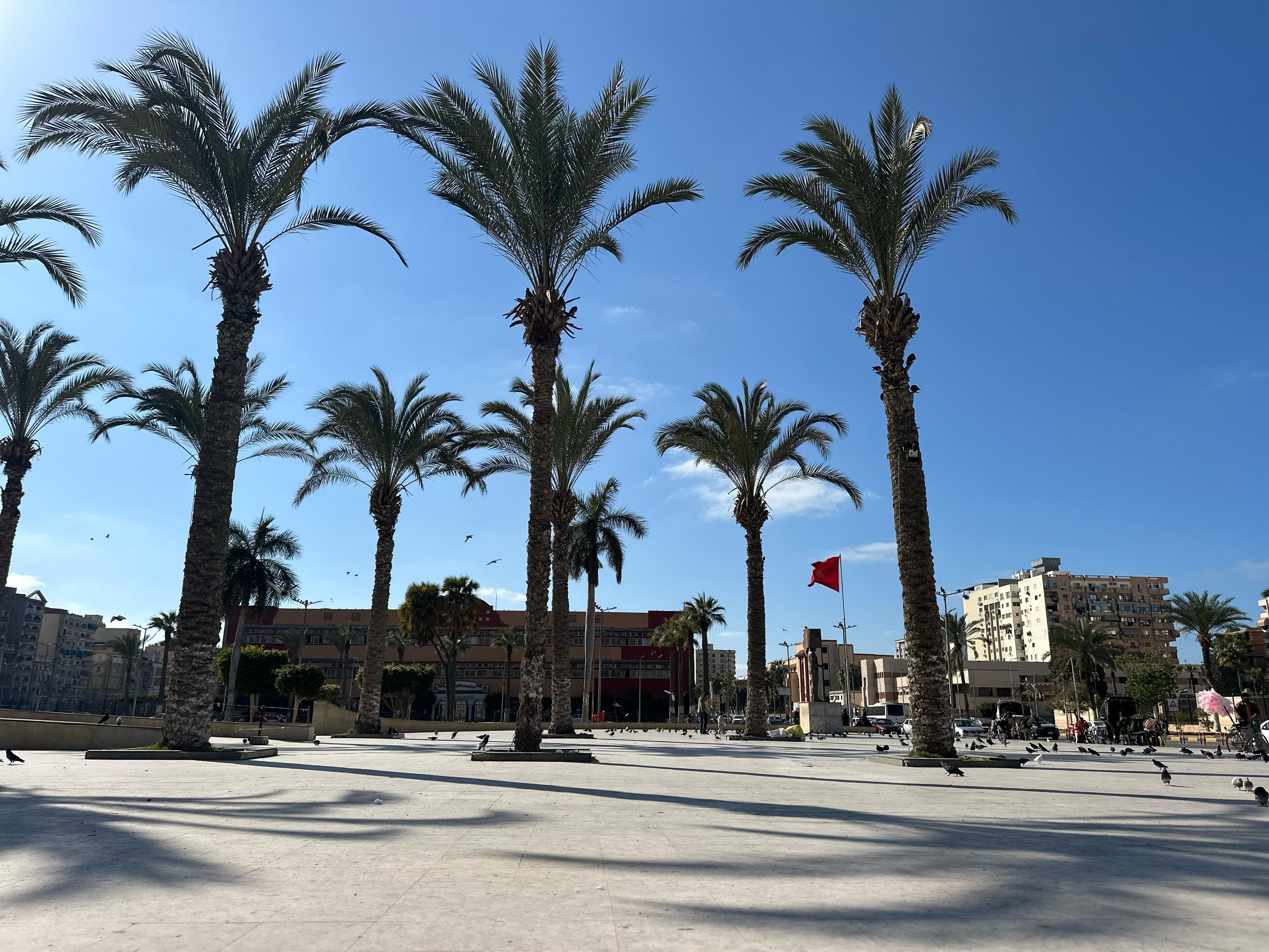 النخيل والحمام