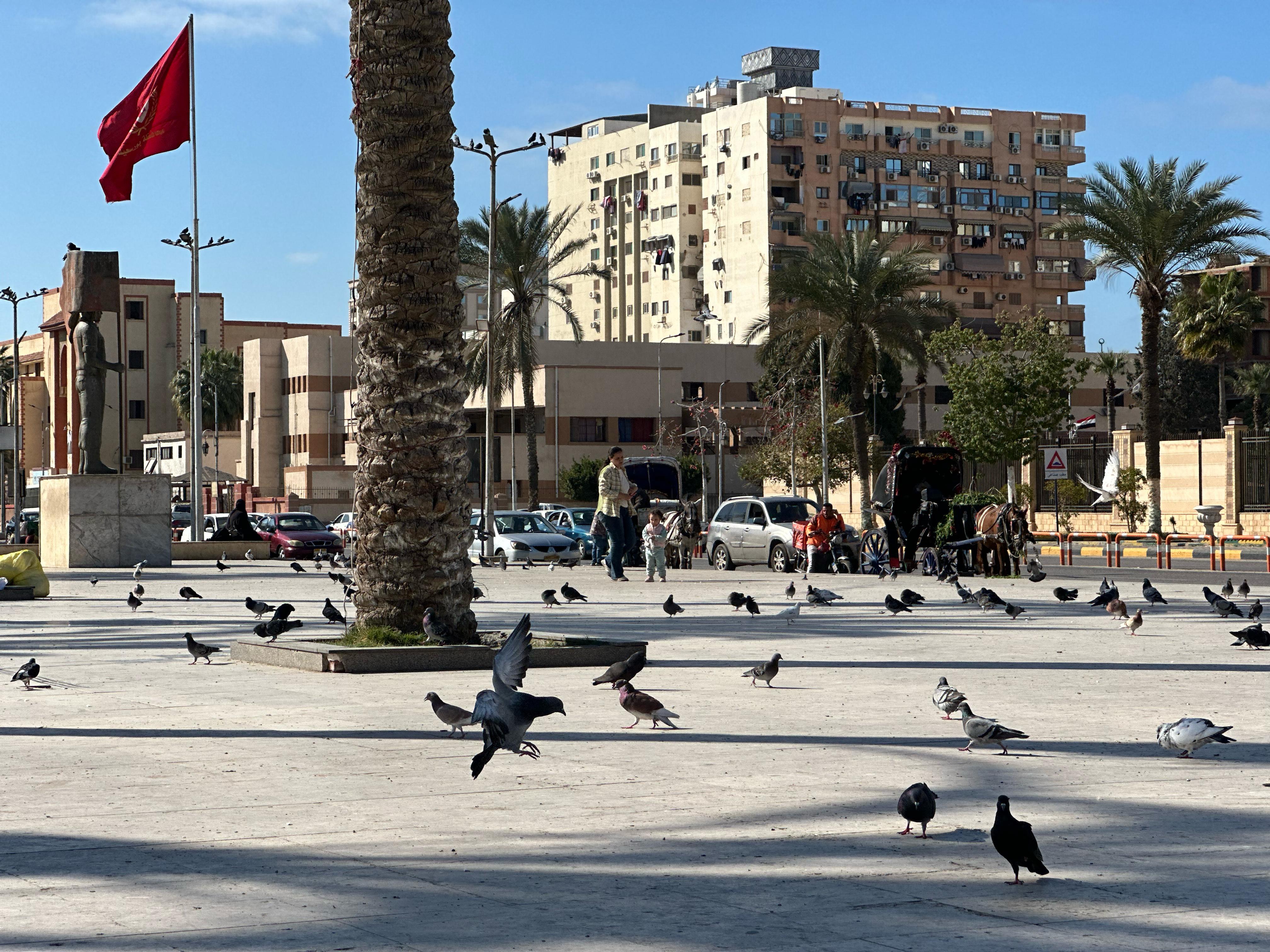 الحمام في الساحه ببورسعيد