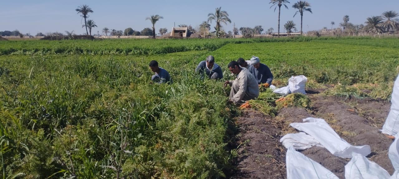 تقليع الجزر بالمنيا