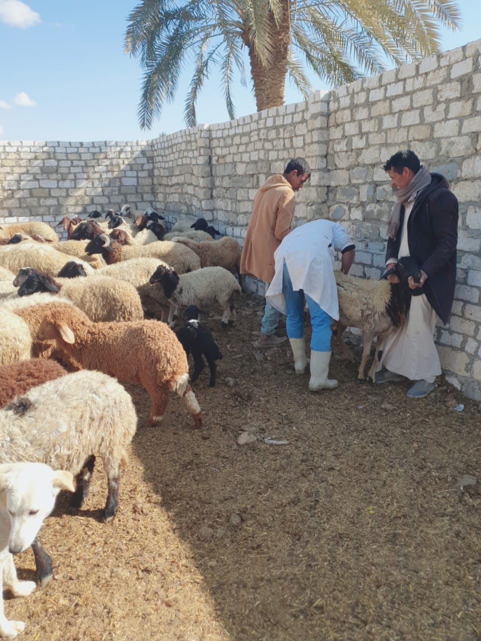 تحصين الماشية_1