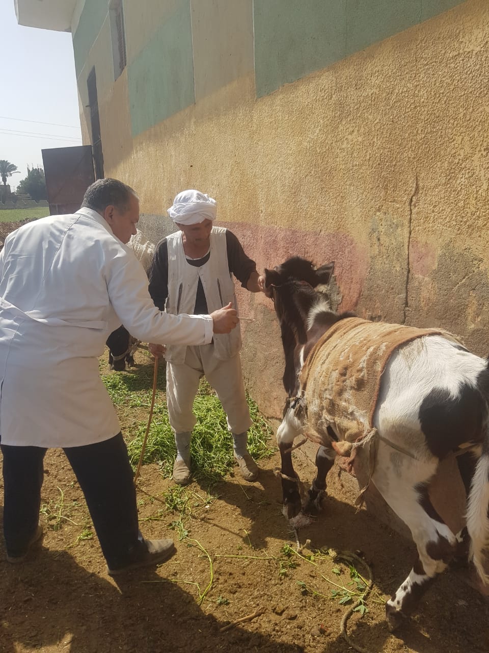 حملات بيطرية بالفيوم