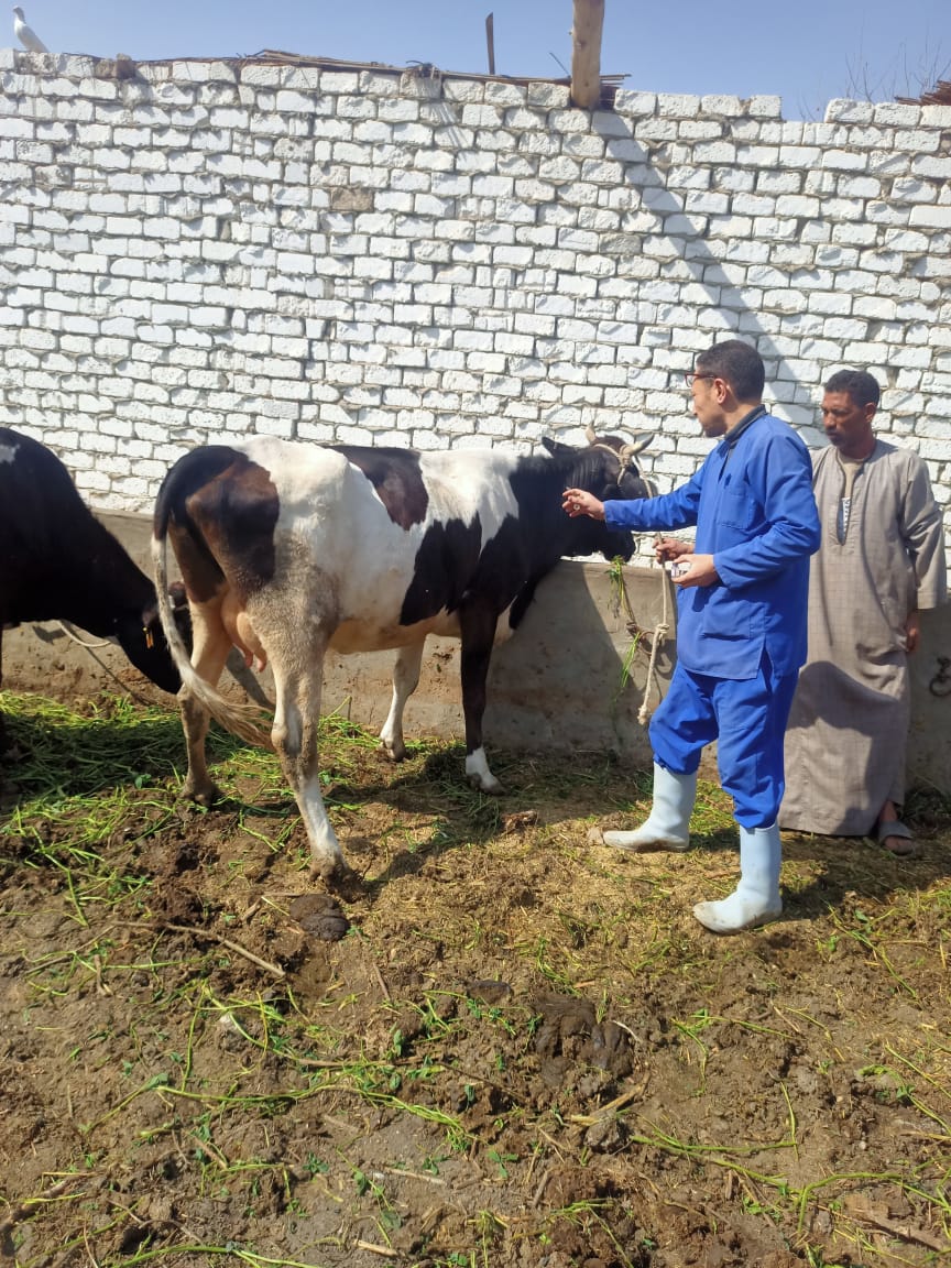 تحصين الأبقار