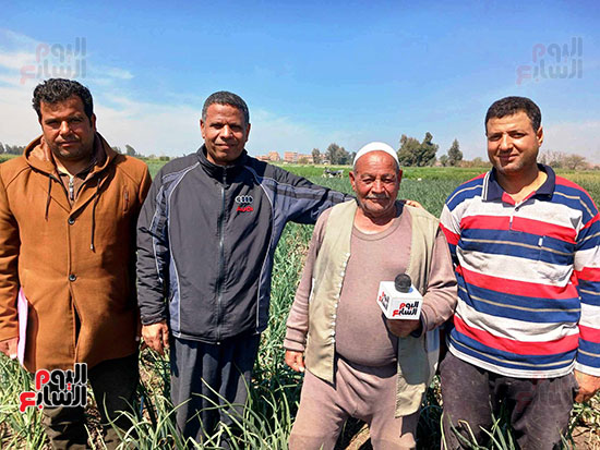 مزراعى-القطن