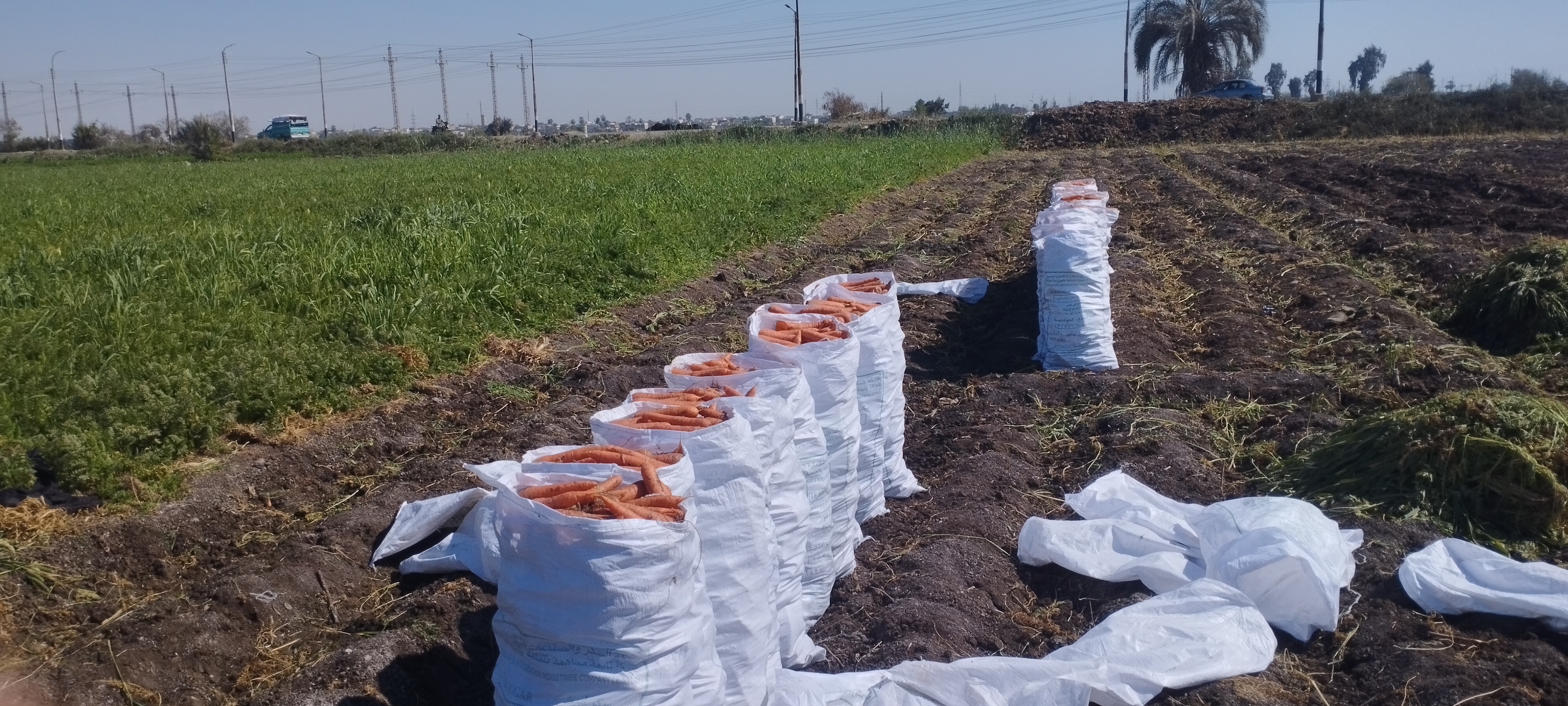 محصول الجزر الأصفر يزين حقول المنيا..  (4)