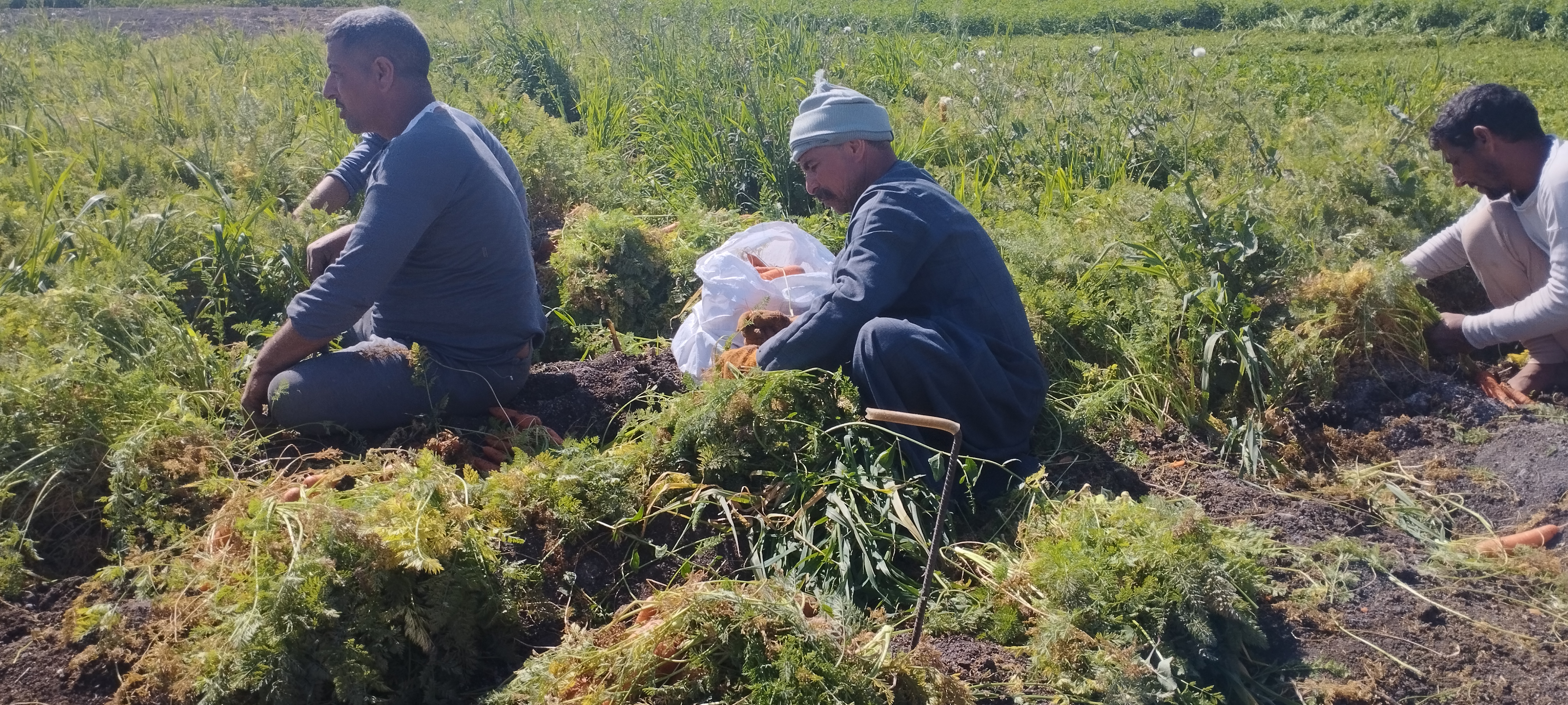 محصول الجزر الأصفر يزين حقول المنيا..  (5)