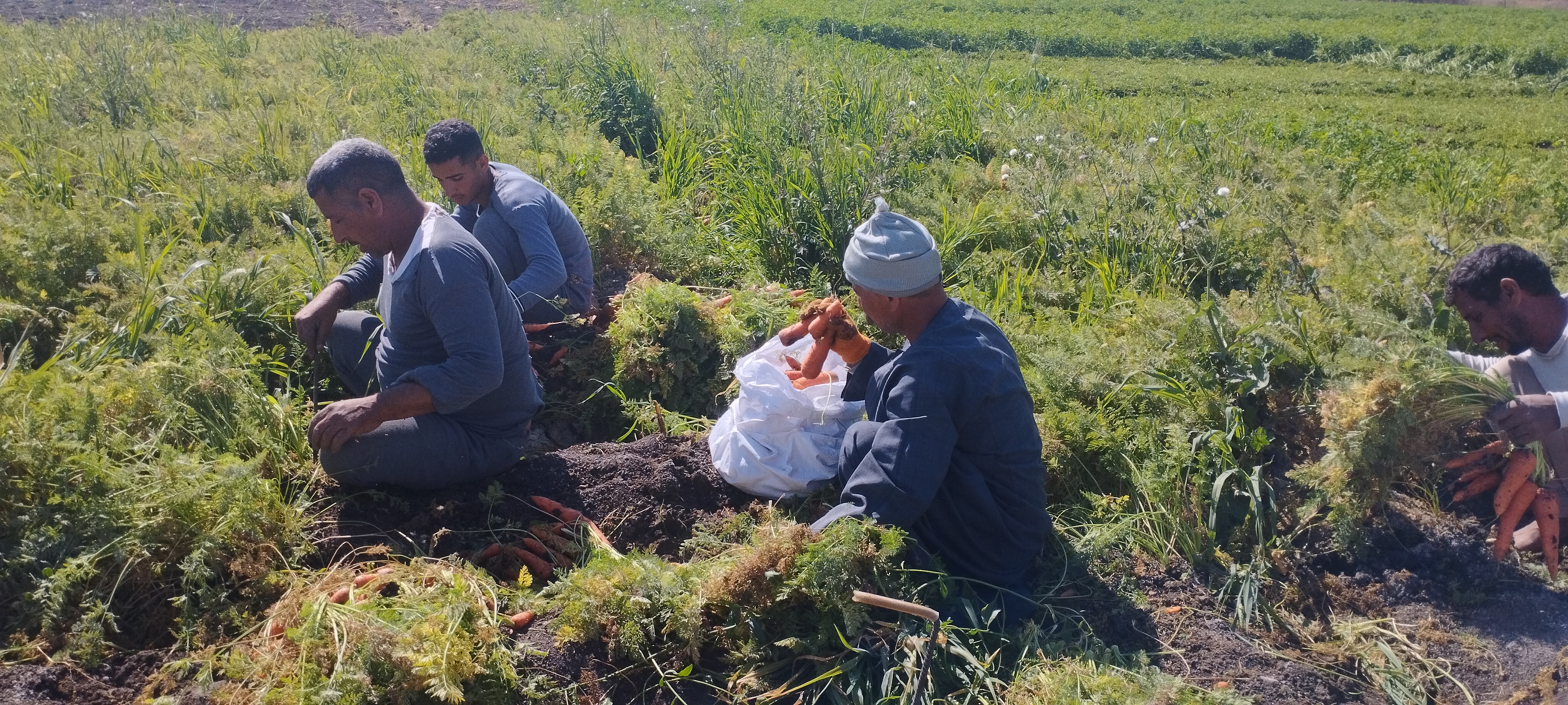 محصول الجزر الأصفر يزين حقول المنيا..  (1)