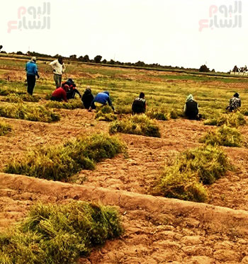 وسم-حصاد-محصول-الكمون-بالوادى-الجديد-(7)