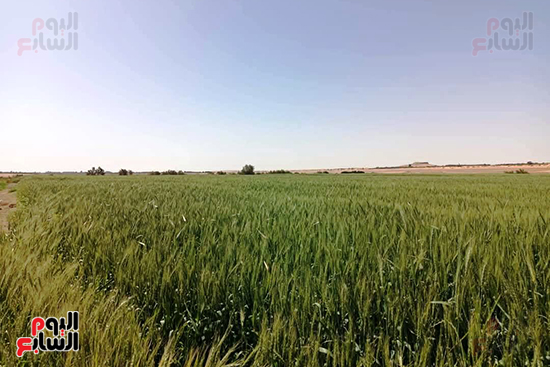 قرب-موسم-حصاد-القمح-بالوادى-الجديد--(3)