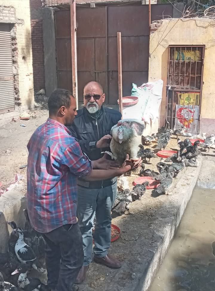 شتلات شتلات