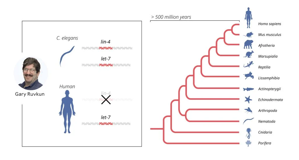 دراسات العالمان دكتور جاري رافكون ودكتور فيكتور أمبروس الفائزان بجائزة نوبل فى الطب (4)