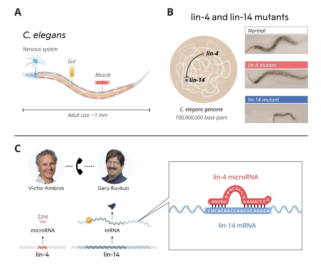 دراسات العالمان دكتور جاري رافكون ودكتور فيكتور أمبروس الفائزان بجائزة نوبل فى الطب (3)