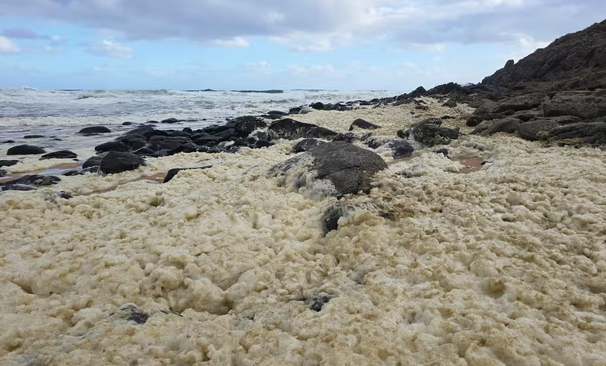 رغوة بحرية غامضة رغوة بحرية غامضة