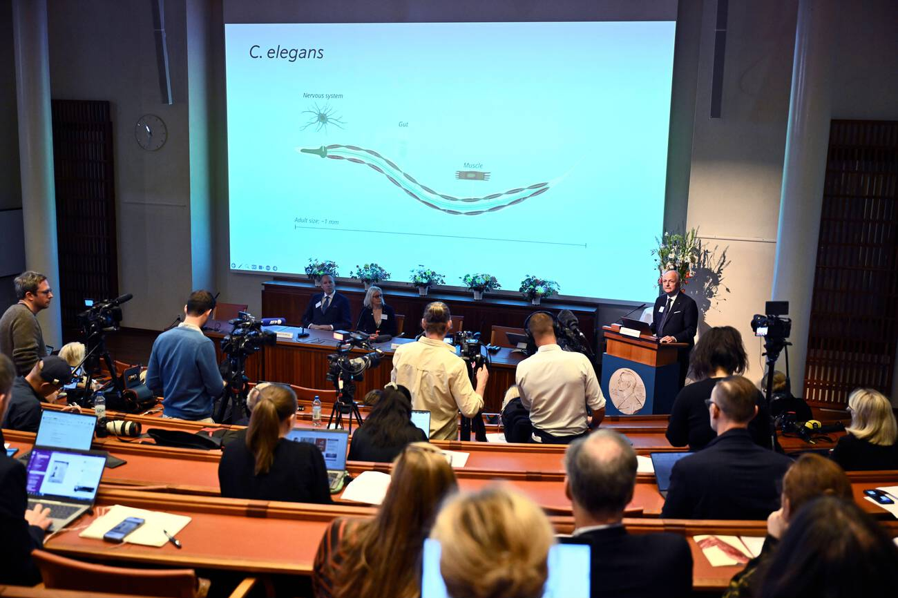 دورة الأبحاث التى عمل عليها الفائزان بجائزة نوب فى الطب