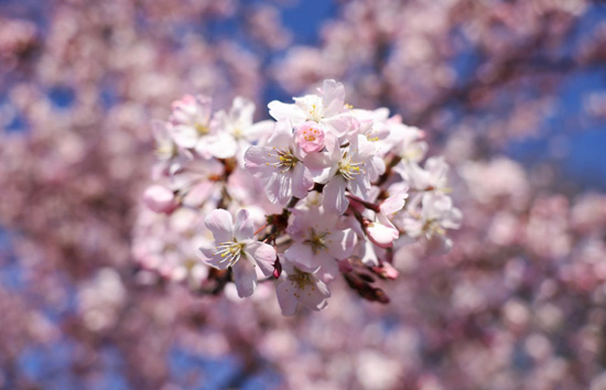 الربيع فى بريطانيا (8)