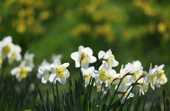 الربيع فى بريطانيا (7)