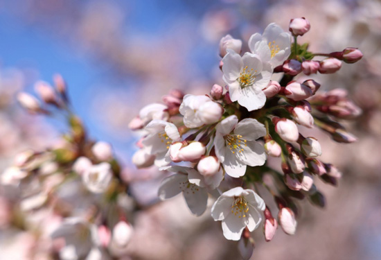 الربيع فى بريطانيا (6)