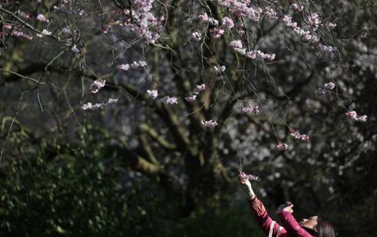 الربيع فى بريطانيا (2)