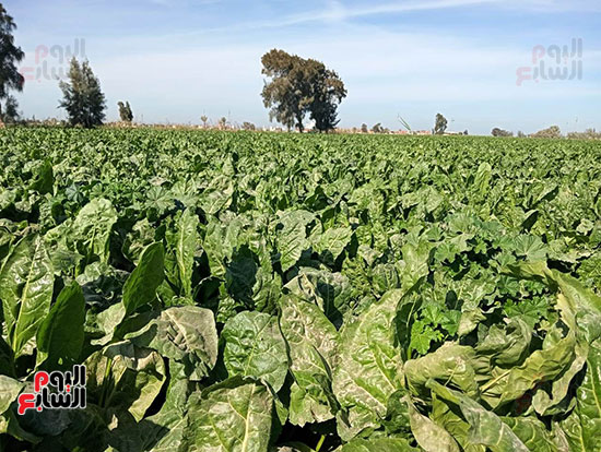 زراعة-محصول-البنجر-(1)