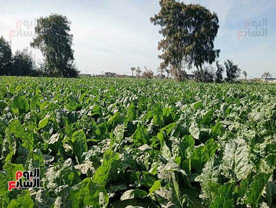 زراعة-محصول-البنجر-(11)