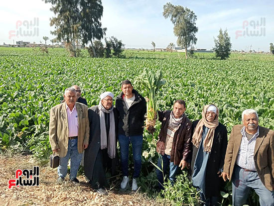 زراعة-محصول-البنجر-(3)