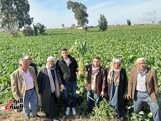 زراعة-محصول-البنجر-(5)