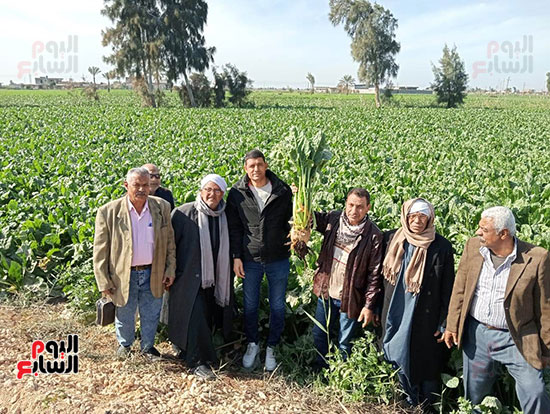 زراعة-محصول-البنجر-(4)