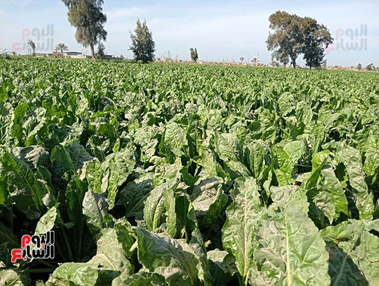 زراعة-محصول-البنجر-(8)
