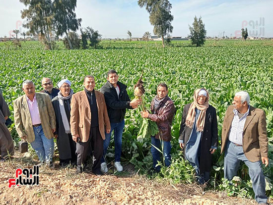 زراعة-محصول-البنجر-(6)