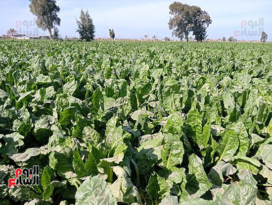 زراعة-محصول-البنجر-(9)