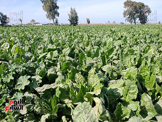 زراعة-محصول-البنجر-(12)