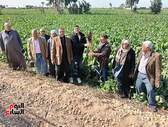 زراعة-محصول-البنجر-(7)