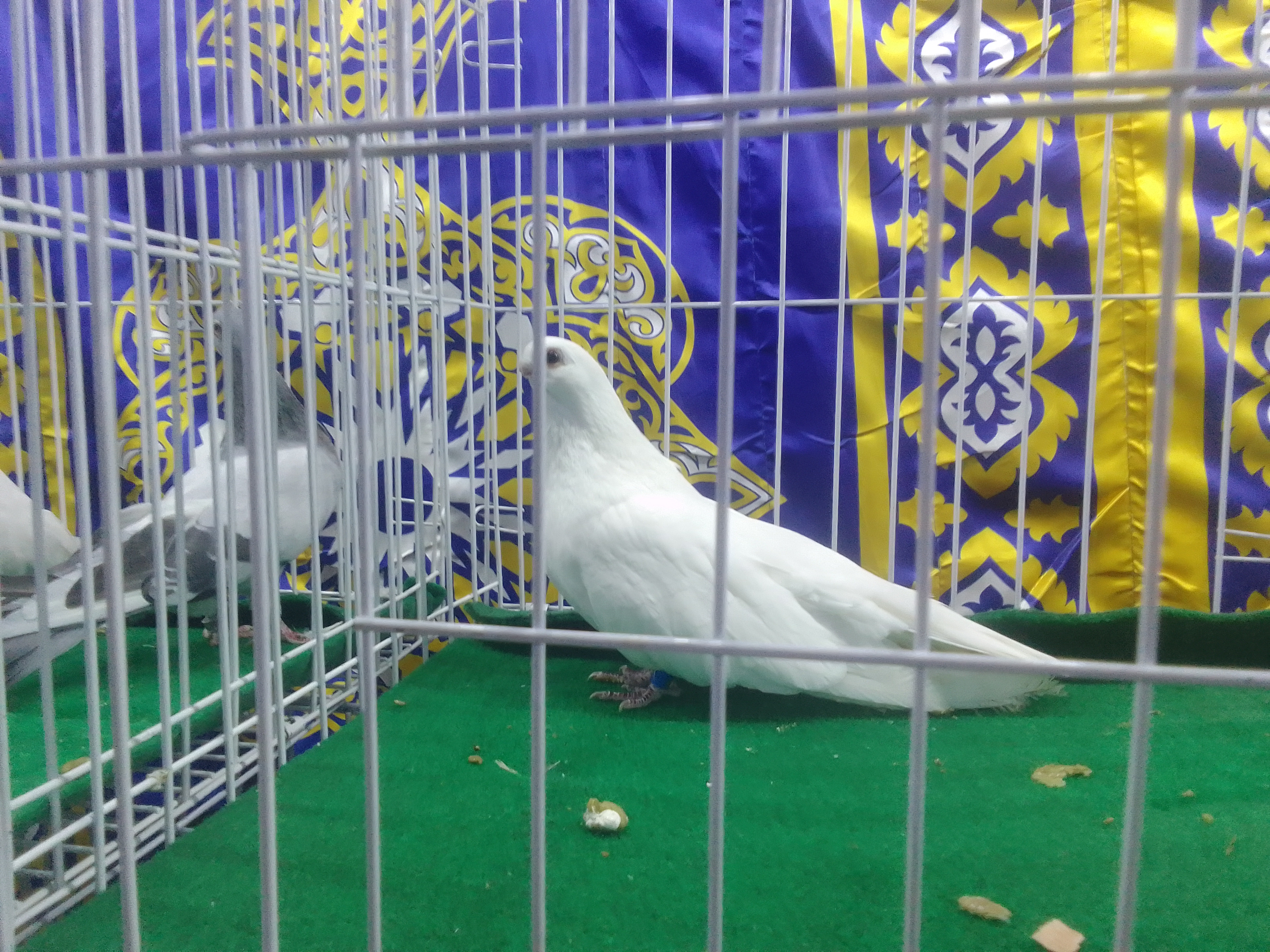 الحمام بالمعرض الحمام بالمعرض